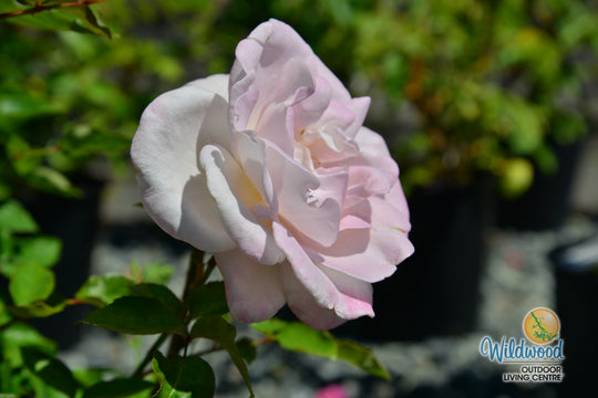 World War II Memorial Rose - Star Roses and Plants