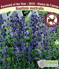False Indigo - Australis, 1 Pack