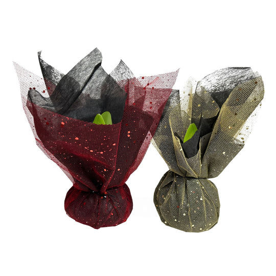 Wrapped Amaryllis - Red Bloom