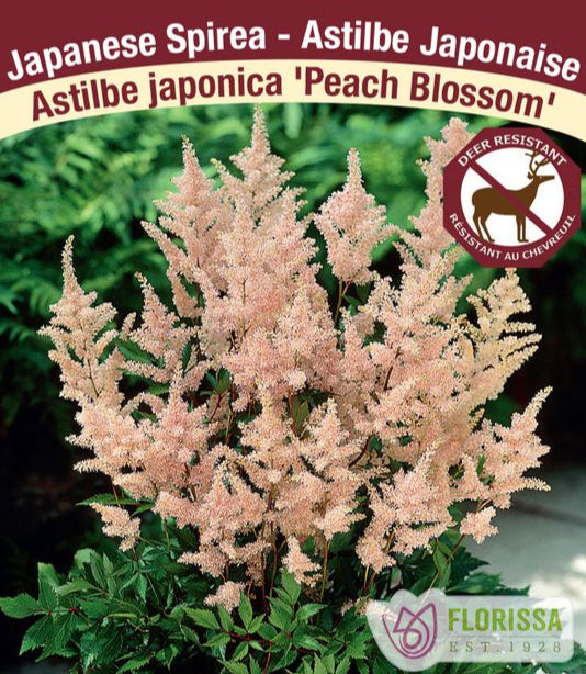 Astilbe - Peach Blossom, 1 Pack