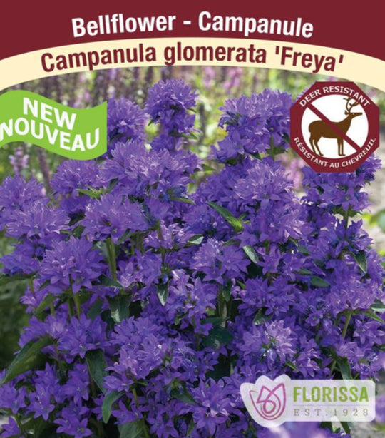 Campanula - Freya, 1 Pack