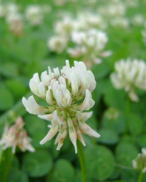 Clover White Dutch - West Coast Seeds