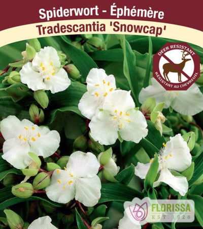 Tradescantia - Snowcap, 1 Pack