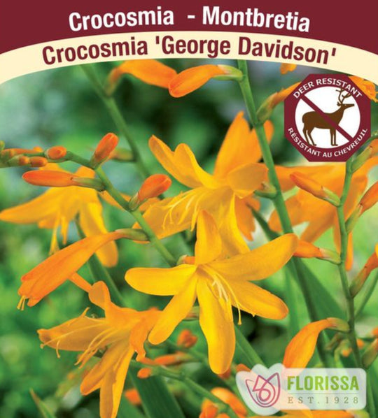 Crocosmia - George Davidson, 1 Pack