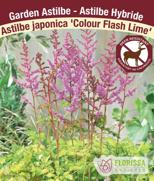 Astilbe - Colour Flash Lime, 1 Pack