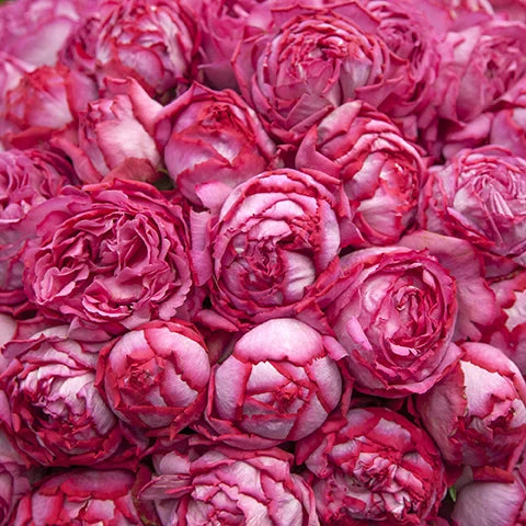 Yves Piaget® - Star Roses and Plants