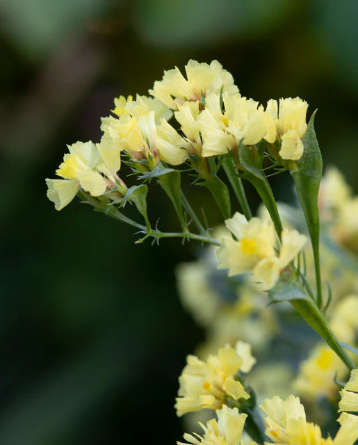 Statice Lemon Yellow Bonduelli - West Coast Seeds