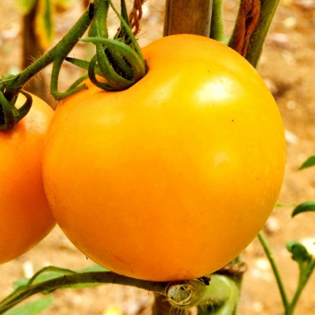 Tomato Jubilee - Pacific Northwest Seeds