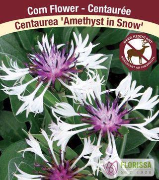 Cornflower - Amethyst in Snow, 1 Pack