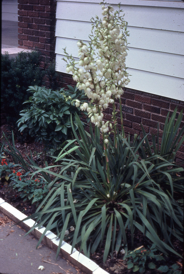 Yucca - Filamentosa, 1 Pack