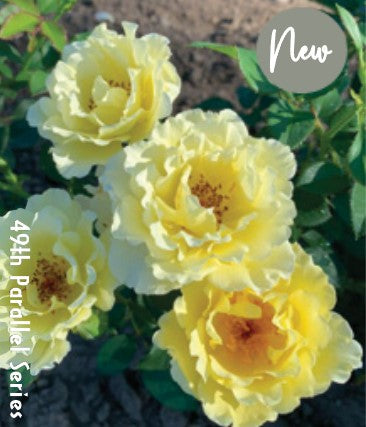 Cold Hardy Roses | The Best Roses for Canadian Cold Climates – Wildwood ...