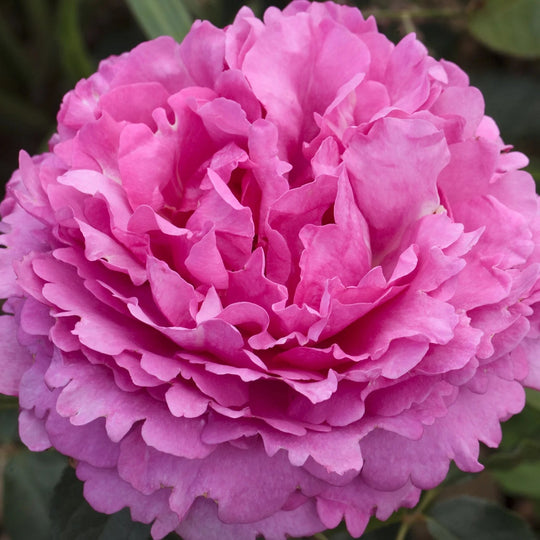 Yves Piaget® - Star Roses and Plants