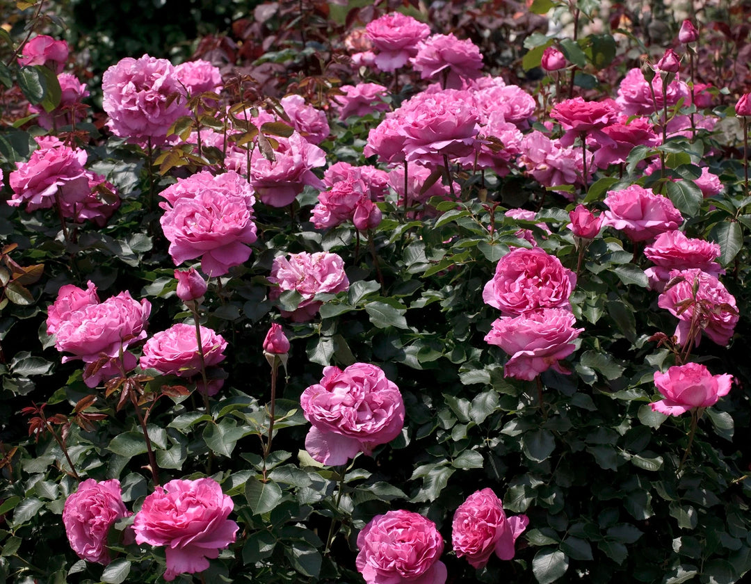Yves Piaget® - Star Roses and Plants