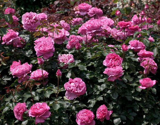 Yves Piaget® - Star Roses and Plants