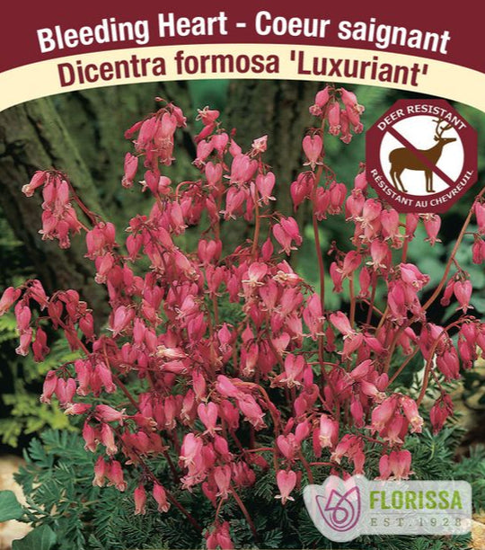 Bleeding Heart - Luxuriant, 1 Pack