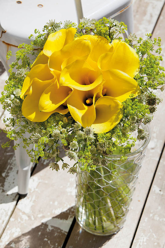 Calla Lily - Summer Sun