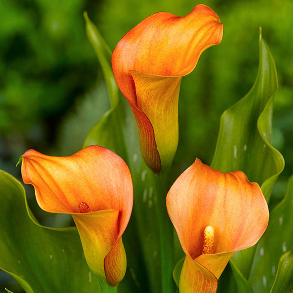 Calla Spring Rose Calla Lily | Mercedes | Spring Planting Bulb – Wildwood Outdoor Living