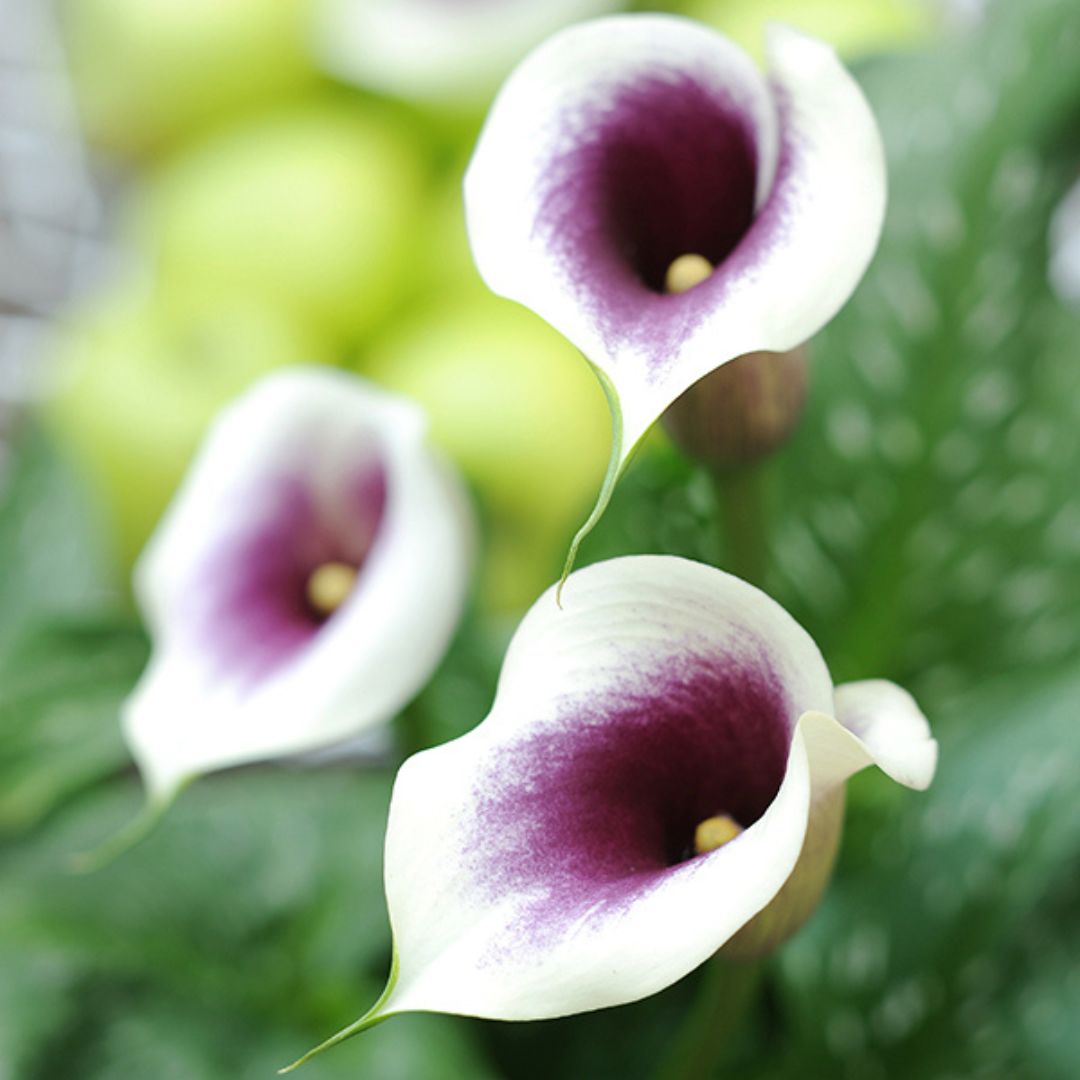 Calla Lily Bulbs | Top Size, High Quality – Wildwood Outdoor Living