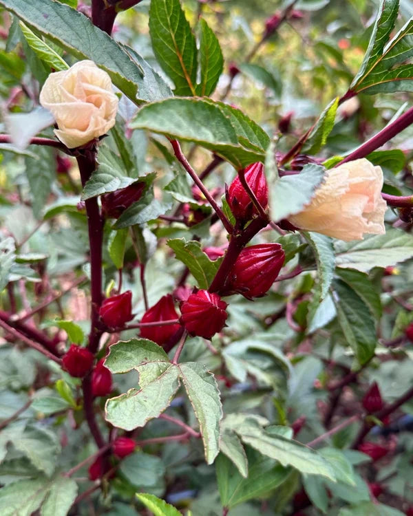 Hibiscus Zinger - Renee's Garden