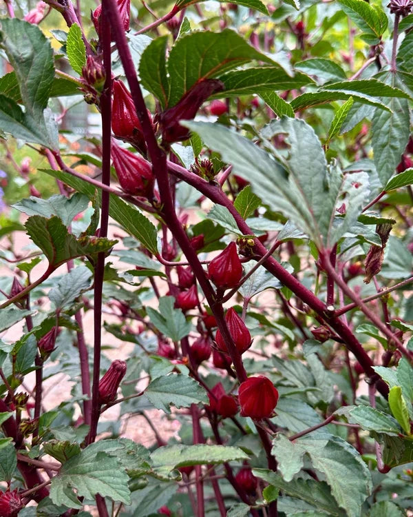 Hibiscus Zinger - Renee's Garden