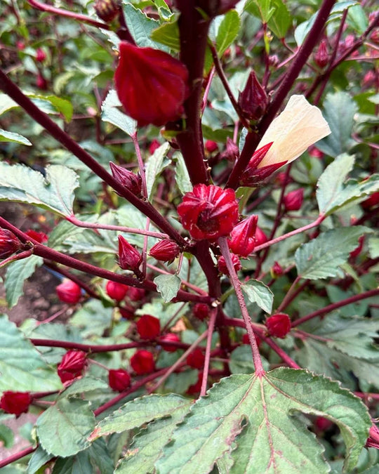 Hibiscus Zinger - Renee's Garden