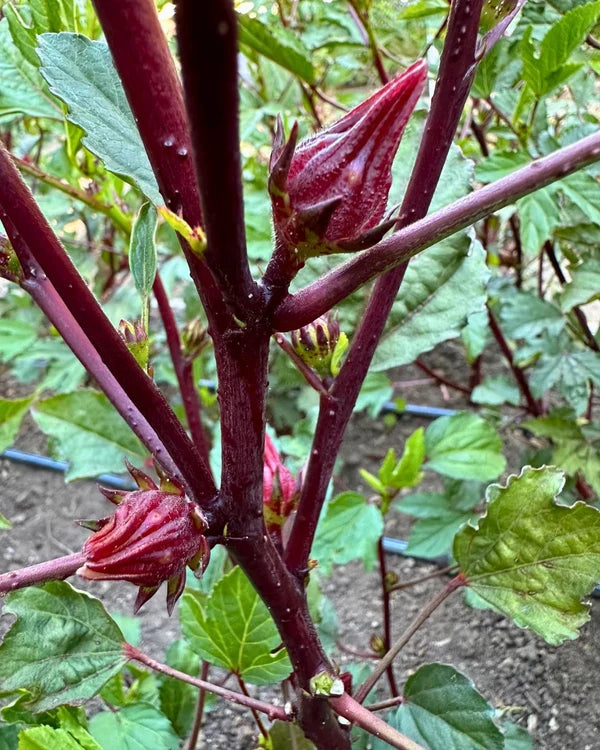 Hibiscus Zinger - Renee's Garden