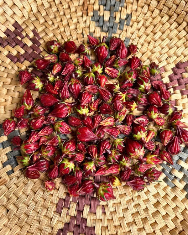 Hibiscus Zinger - Renee's Garden
