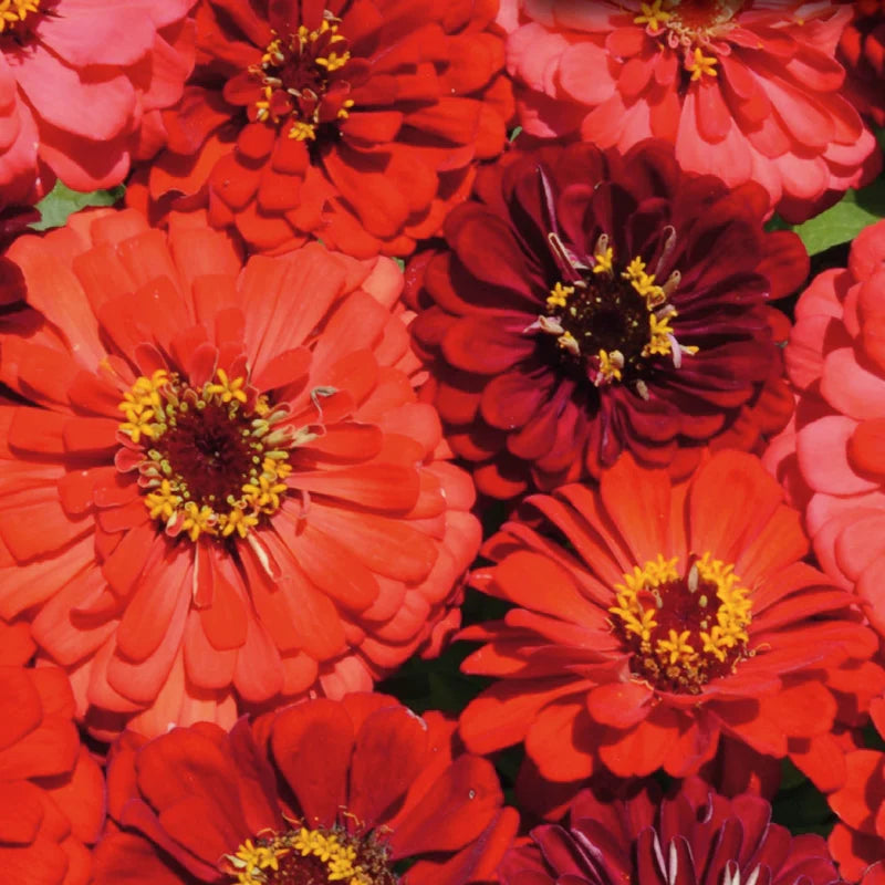 Zinnia Berry Tart Mix - McKenzie Seeds