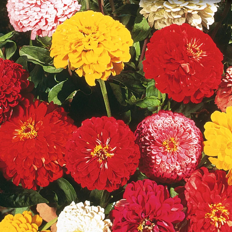 Zinnia California Double Giant - McKenzie Seeds