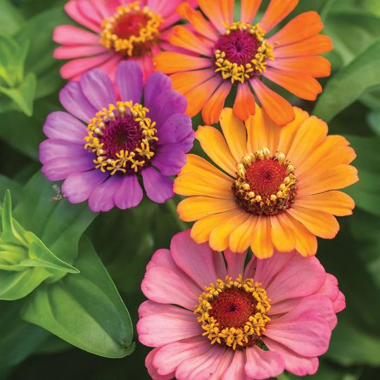 Zinnia Forecast Mixed Colours - Burpee Seeds
