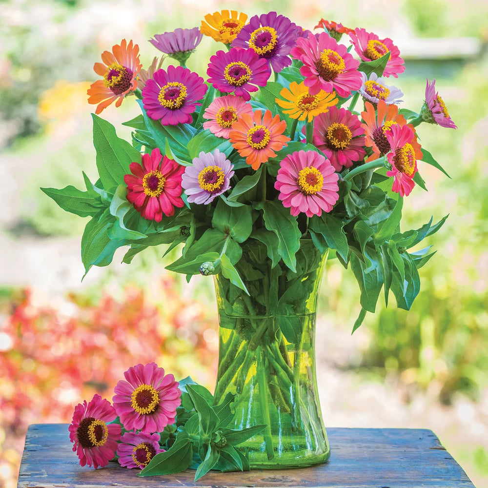 Zinnia Forecast Mixed Colours - Burpee Seeds