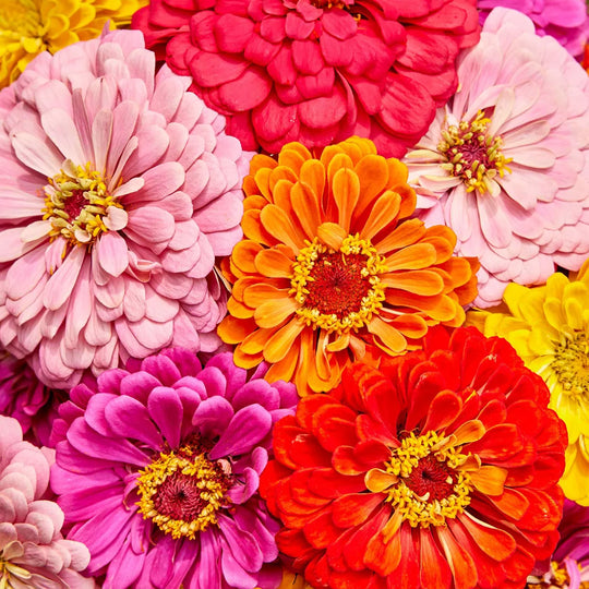 Zinnia Giant Flowered Mix - Burpee Seeds