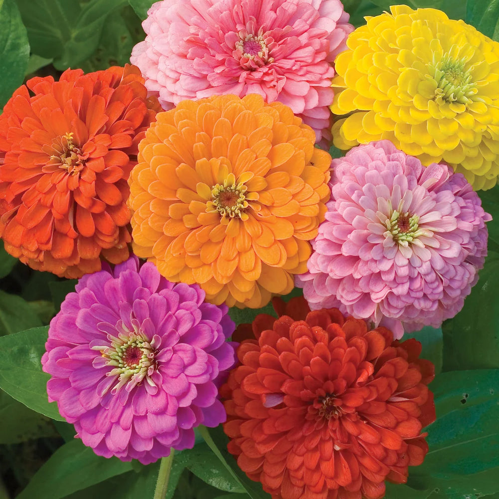 Zinnia Giant Flowered Mix - Burpee Seeds