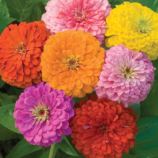 Zinnia Giant Flowered Mix - Burpee Seeds