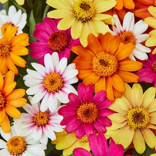 Zinnia Pinwheel Mix - Burpee Seeds