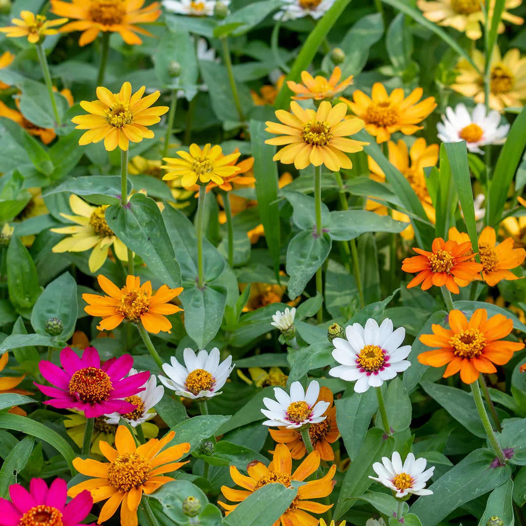 Zinnia Pinwheel Mix - Burpee Seeds