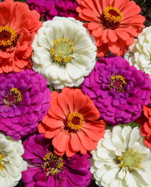 Zinnias Under The Sea Mix - West Coast Seeds