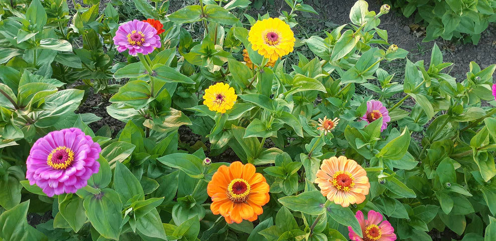 Zinnia Bright Bouquet Mix - Saanich Organics