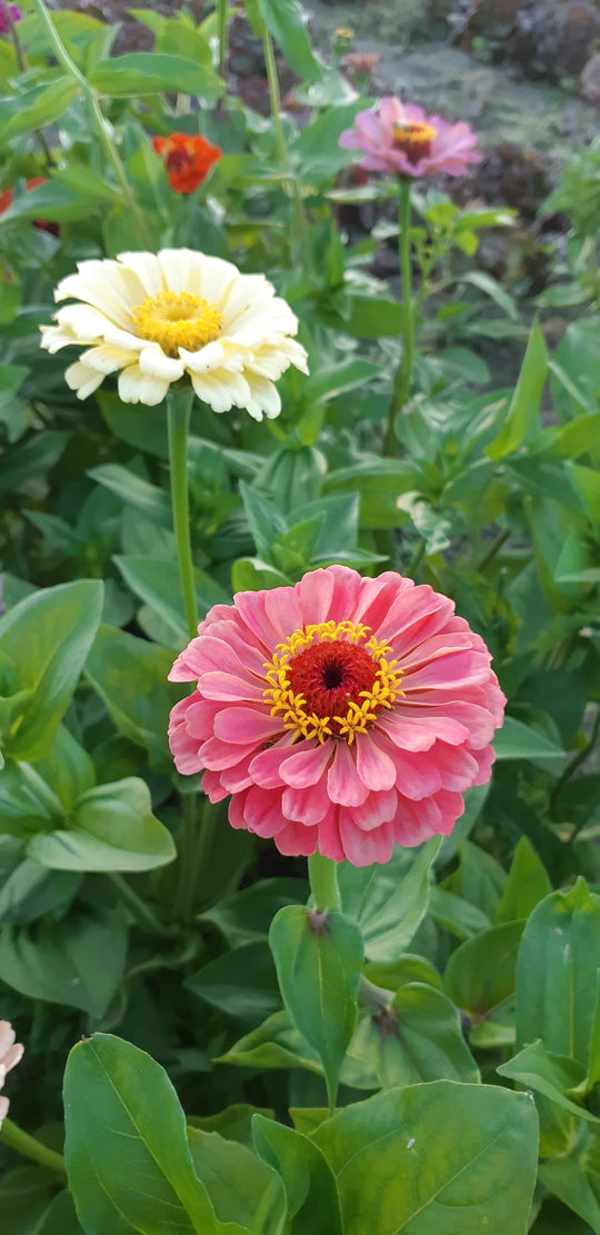 Zinnia Bright Bouquet Mix - Saanich Organics