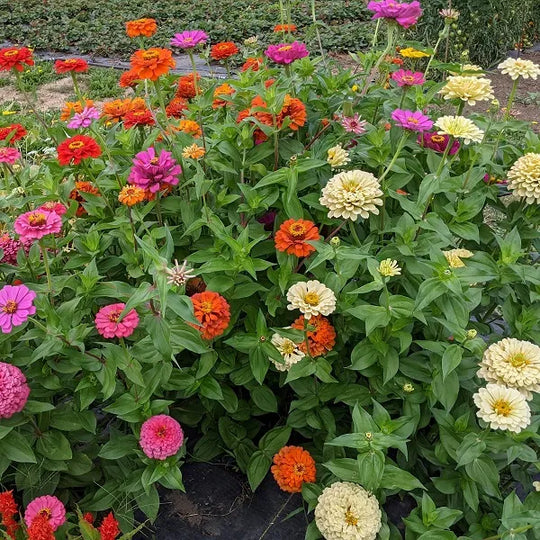 Zinnia Bright Bouquet Mix - Saanich Organics