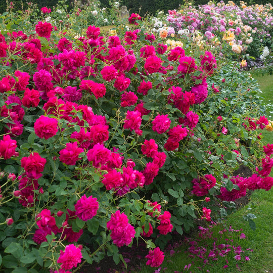 Thomas À Becket - David Austin Rose