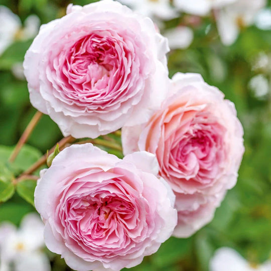 James Galway - David Austin Rose