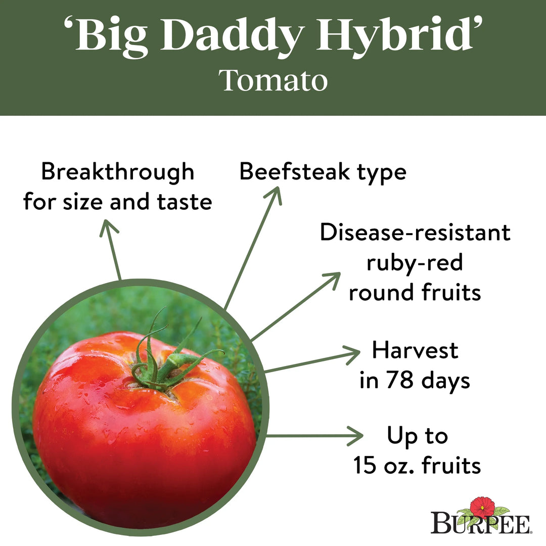 Tomato Big Daddy Hybrid - Burpee Seeds