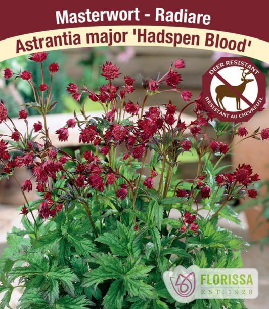 Astrantia - Hadspen Blood, 1 Pack