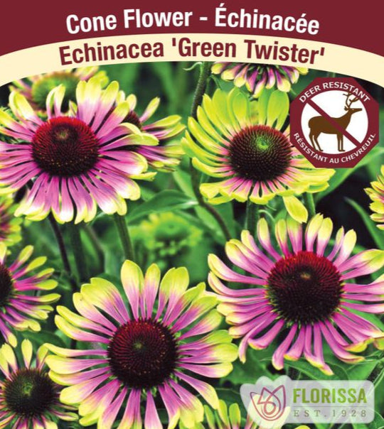 Echinacea purpurea Green Twister, 1 Pack