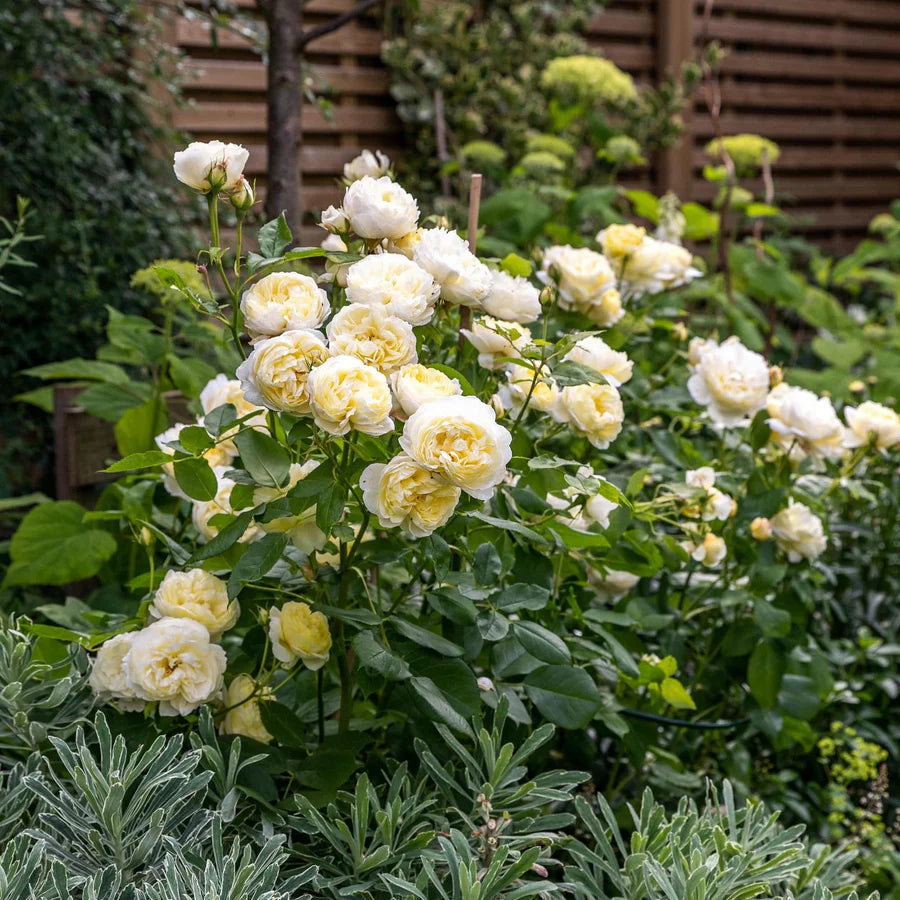 Vanessa Bell - David Austin Rose