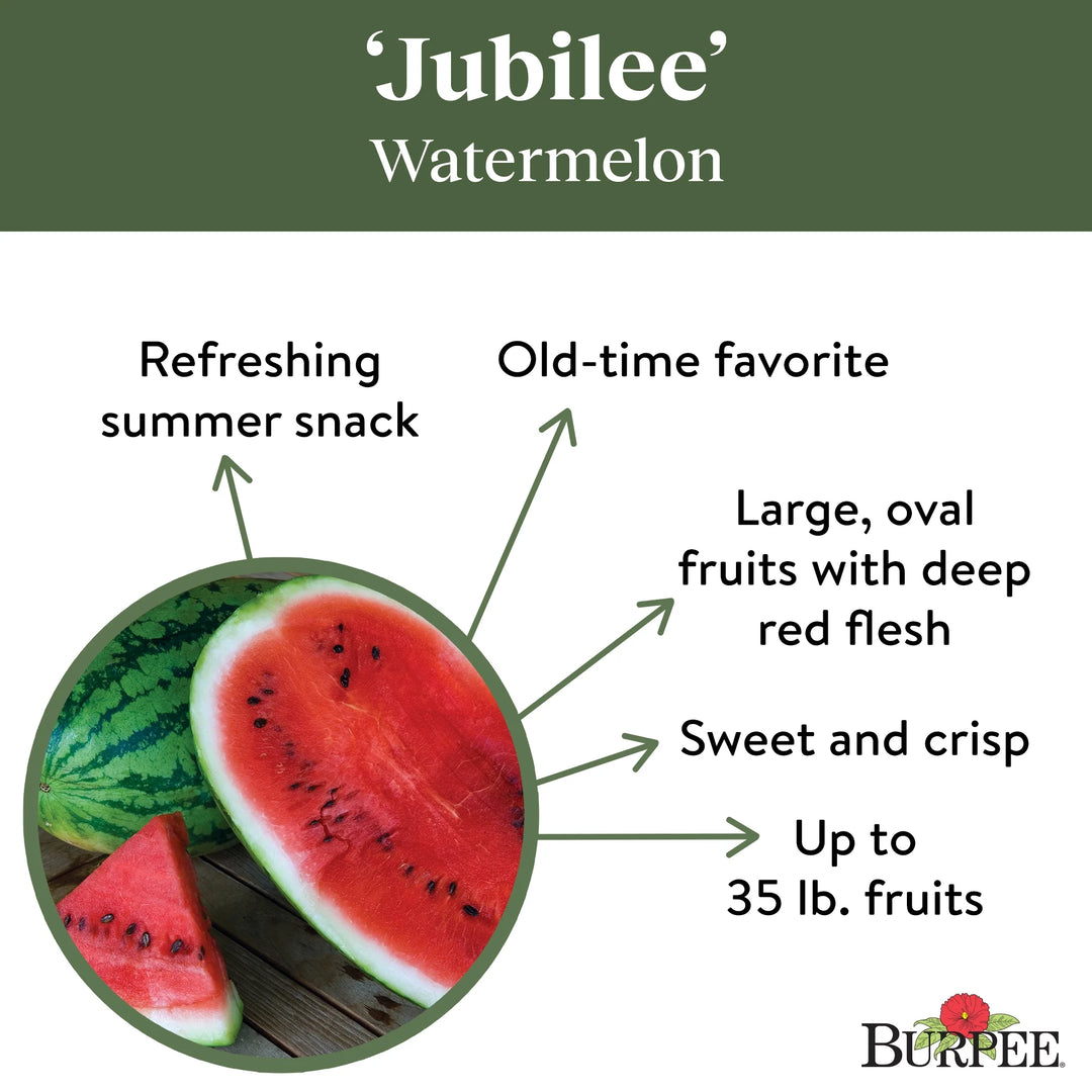 Organic Watermelon Jubilee - Burpee Seeds