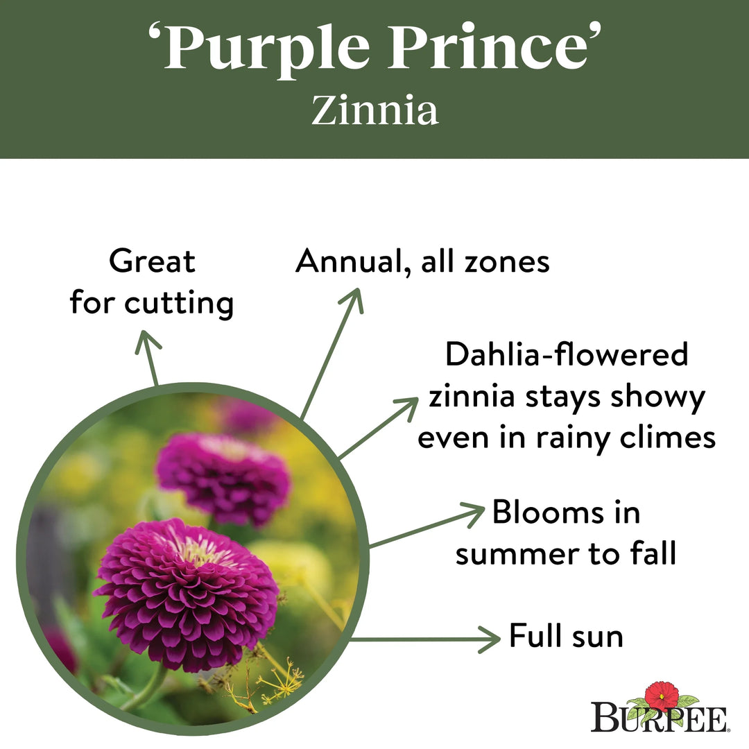 Zinnia Purple Prince - Burpee Seeds