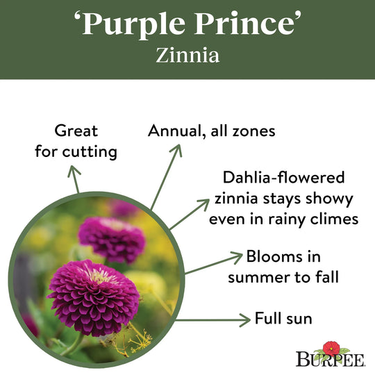 Zinnia Purple Prince - Burpee Seeds