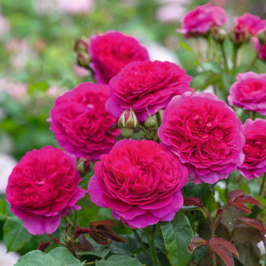 Gabriel Oak - David Austin Rose